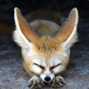 nikitaximik