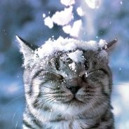 Бота157