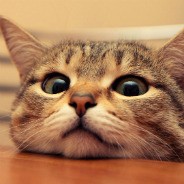 актан9ша