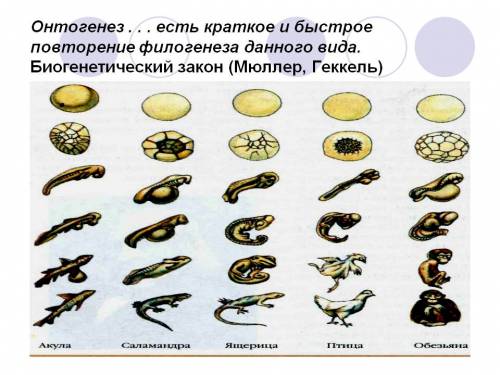 К народной культуре не относится 1) шлягер 2) эпос 3) легенда 4) карнавальное шествие