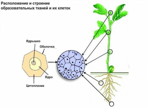 Вспомните где на побегах и на корнях располагаются образовательные ткани