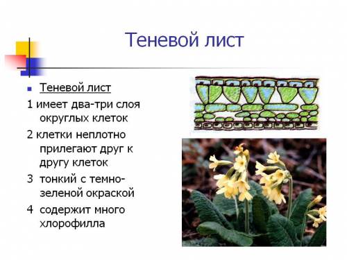 Особенности строения характерны теневого для листа