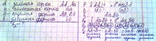 Уплодов арбуза корка может быть зеленая или полосатая, форма плода - длинная или круглая. гомозитное