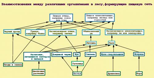 Составьте, , 7 цепей питания с насекомыми с: заранее