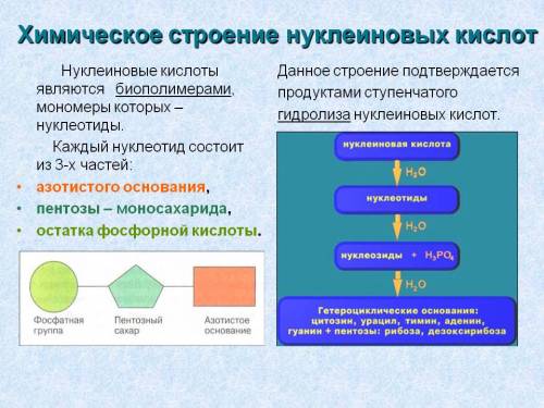 Схематически изобразить структуру нуклеинових кислот киньте картинкой или подробно через тире