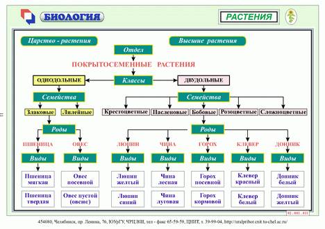 Ккаким растениям относятся двудольные?