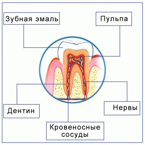 Найти схему зубов нам ее в виде картинки давали искала в интернете нету такой покидайте своих вариан