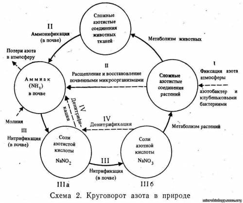 Care sunt etapele circuitului azotului in componenta substantelor organice