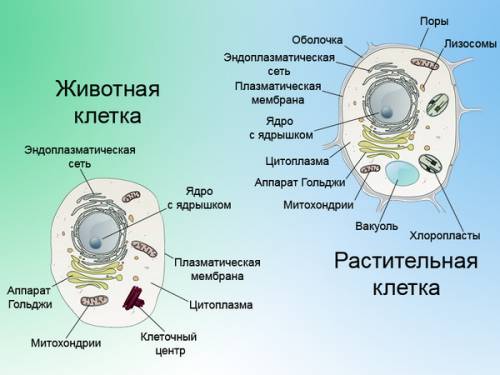 Напишите органоиды клеток растений из: плазматической мембраны,оболочки ,цитоплазма,аппарат гольджи,