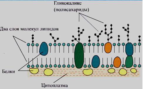 Какие из перечисленных веществ в состав мембран не входят? 1. белки 2. липиды 3. углеводы 4. нуклеин