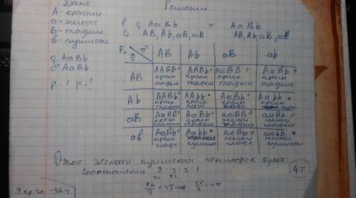 Решите две : -плоды томата бывают красные и желтые, гладкие и пушистые. ген красного цвета – доминан