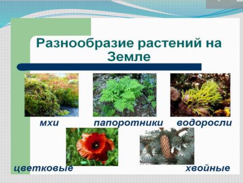 Проект: разнообразие растений свое края