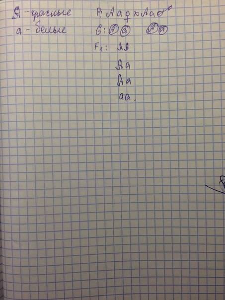 Моно- и дигибридное скрещивание. составить по 2 генетических (условие + решение) на использование за