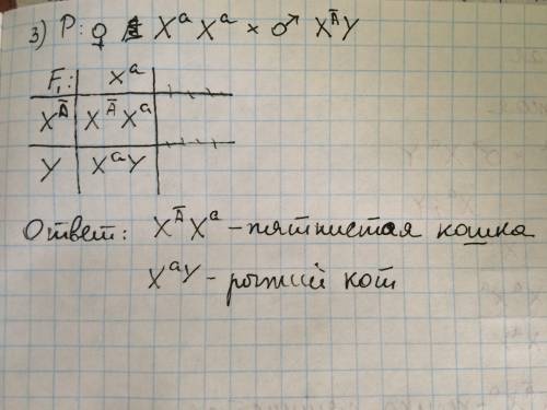 Аллель черной масти у кошек локализован в х- хромосоме. другой аллель этого гена обуславливает рыжую