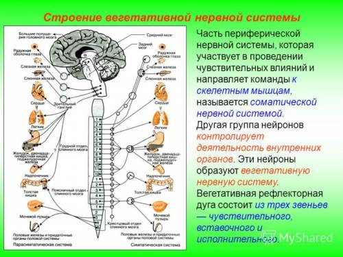 Автономная нервная система контролирует? ! )