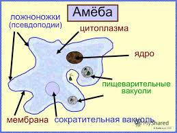 Написать строение амебы обыкновенной у кого есть фото то пришлите : )