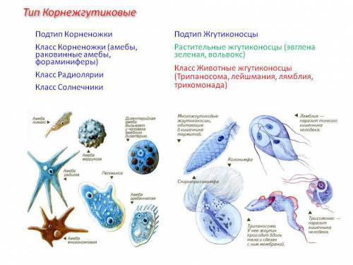 ﻿какие представители у класса корненожки, какая у них форма тела, с чего они передвигаются? и все т