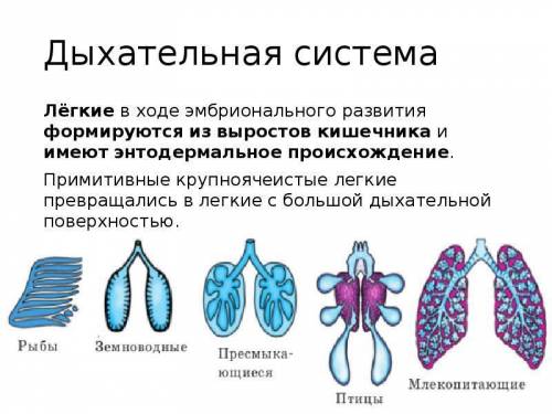 Кровеносная и дыхательная система у животных