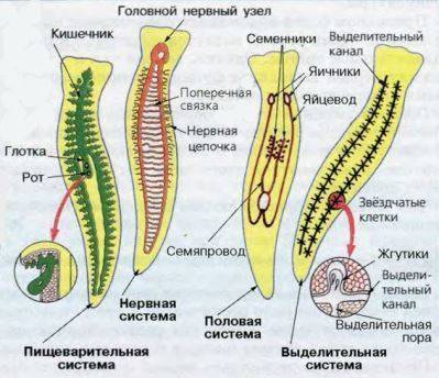 Таблицу строение функции систем органов плоских червей на примере белой планарии системы органов , о