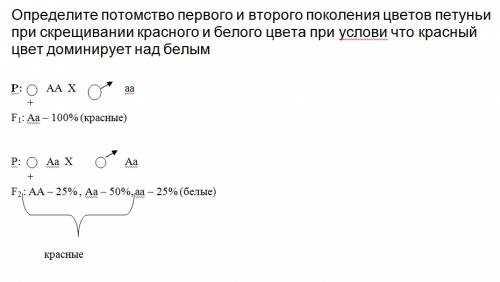 Определите потомство первого и второго поколения цветов петуньи при скрещивании красного и белого цв