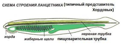 Вчем сходство ланцетника с беспозвоночными животнымих?
