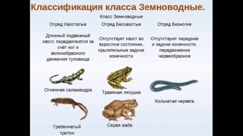 Нужна классификация тритона . зарание .