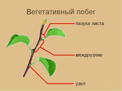 Объясните термины: листовая пазуха, побег