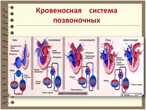 Количество камер в сердце у разных животных