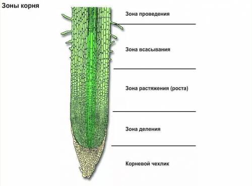 1) каково значение корня в жизни растения? из каких зон состоит корень? 2) по какой причине у некото