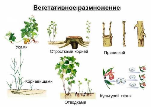 Значение вегетативного размножения растений в природе.
