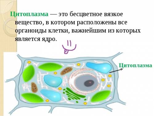 1)какие функции выполняет в клетке цитоплазма? а) является внутренней средой в клетке б) осуществляе