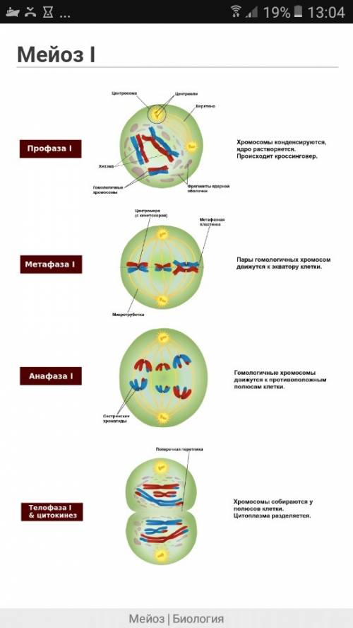 Что такое мейоз 1? что такое мейоз 2?