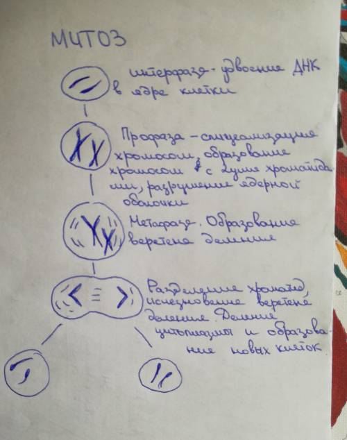 Фазы митоза напишите не кратко среднее