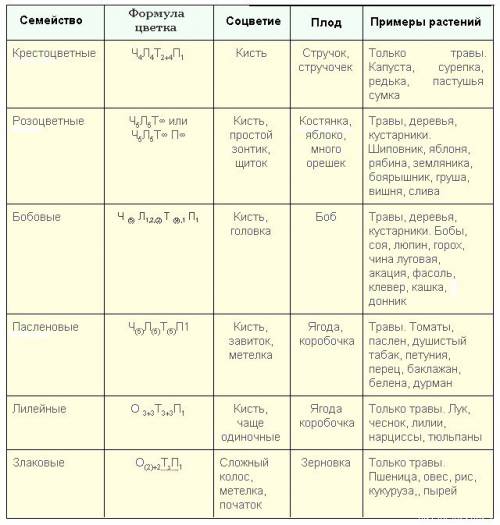 Разшифруйте формулу цветка ч(5)л(2)+3т(10)п1