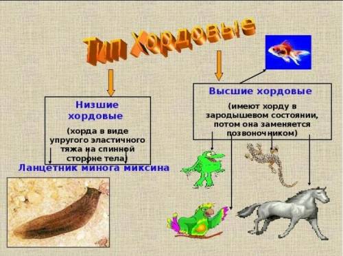 Почему высших хордовых называют позвоночными?