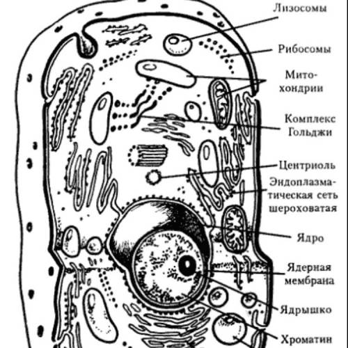 П.1 зарисовать схему строения клетки, обозначить все ее части и их функции.