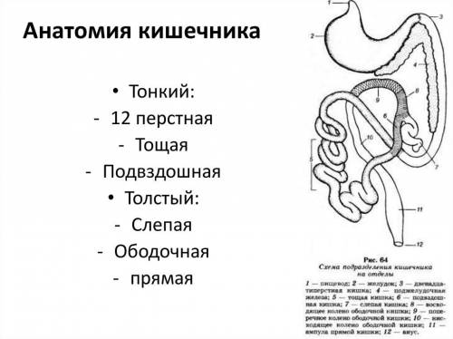 Пищеварение в тонком кишечнике схема (начало схемы: частично переваренная пища из желудка)