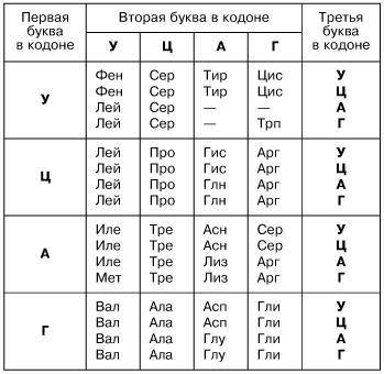 Установи последовательность аминокислот которая зашифрована такой последовательностью нуклеотида в и