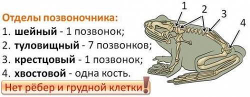Заполнить таблицу про строение лягушки