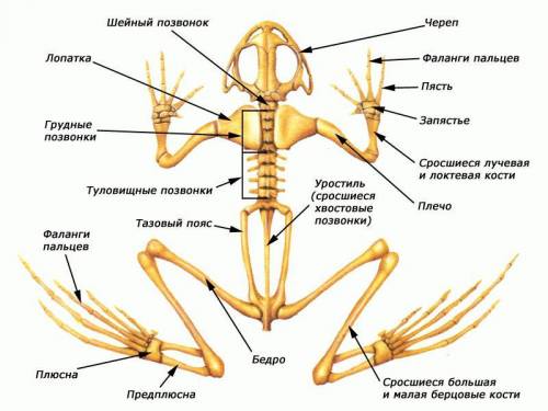 Заполнить таблицу про строение лягушки