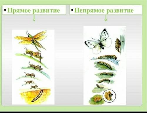 12. Онтогенез - индивидуальное развитие организма. прямое развитие и не прямое развитие. Отличия и п