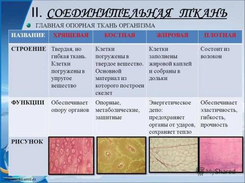 Выпишите виды тканей с пояснением строения их клеток и значение этих тканей в организме​