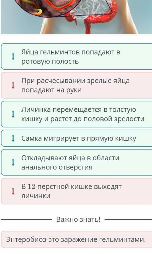 Определи правильную последовательность заражения организма при энтеробиозе, используя рисунок. Яйца