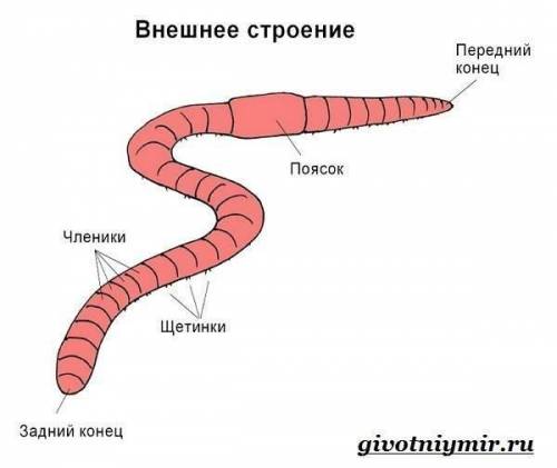 1. Чем характеризуется внешнее строение дождевого червя? 2. Какое строение имеет стенка кожно-мышечн