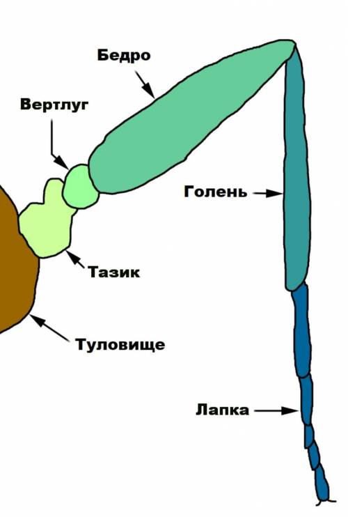 К каким сегментам крепятся ходильные конечности у насекомых​