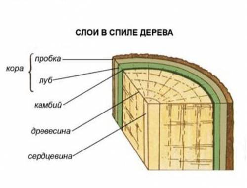 Как называется внутреннее строение растений?