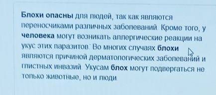 Чем опасны блохи для человека? ​