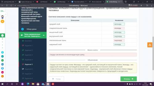 Соотнеси описание слоёв сердца с их названиями ​