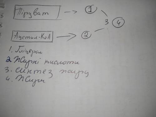 3. Розгляньте малюнок 2. Складіть схему синтезу жиру, враховуючи, що поперед- ником гліцеролу може б