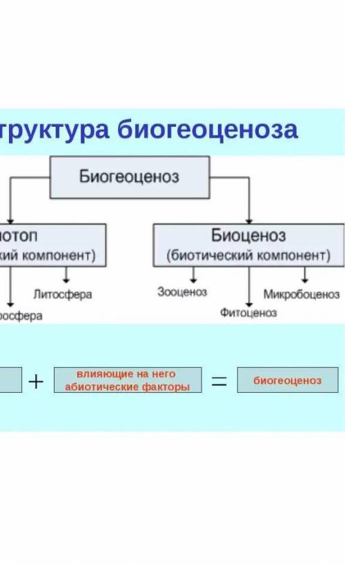 Строение и свойства биогеоценоза не могу кратко описать.